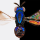 Illustration for article titled Amazing World of Insect-Wing Color Discovered